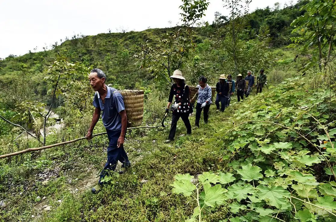 户外踏青真需求:野营丛林必备砍柴利器